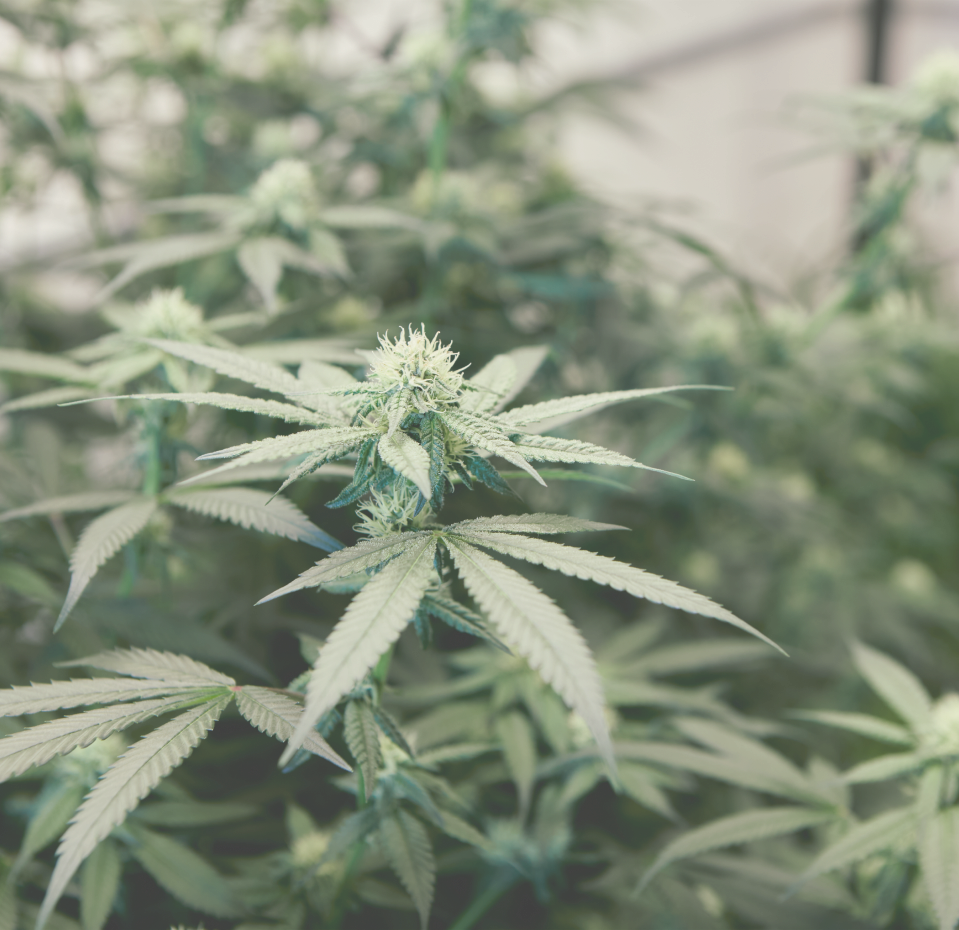 Cannabis